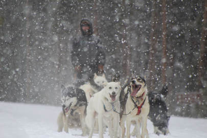 Dog Sledding in Breckenridge